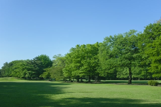 緑の公園（景色）